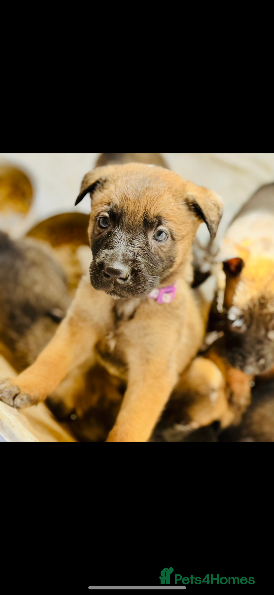 Belgian Shepherd Dog dogs for sale: Skye x Nines very last litter ever! 3B &7G  - Image 8