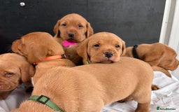 Labrador Retriever dogs for sale: Kc fox red Labrador puppies ready this weekend - Image 9