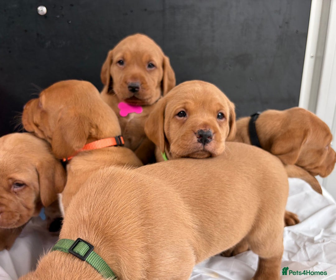 Labrador Retriever dogs for sale: Kc fox red Labrador puppies ready this weekend - Image 9