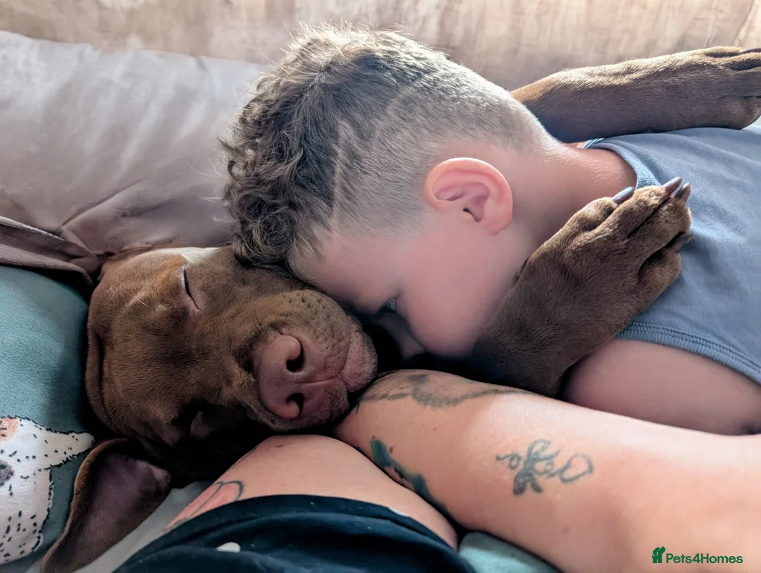 American Bulldog dogs for stud: Erebus  - Advert 13