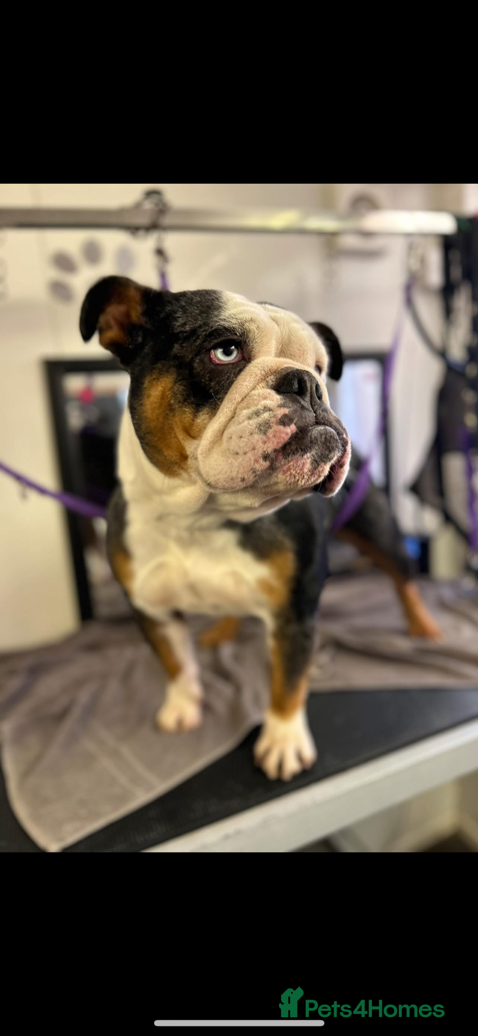 English Bulldog dogs Daphney - English Bulldog - Advert 3