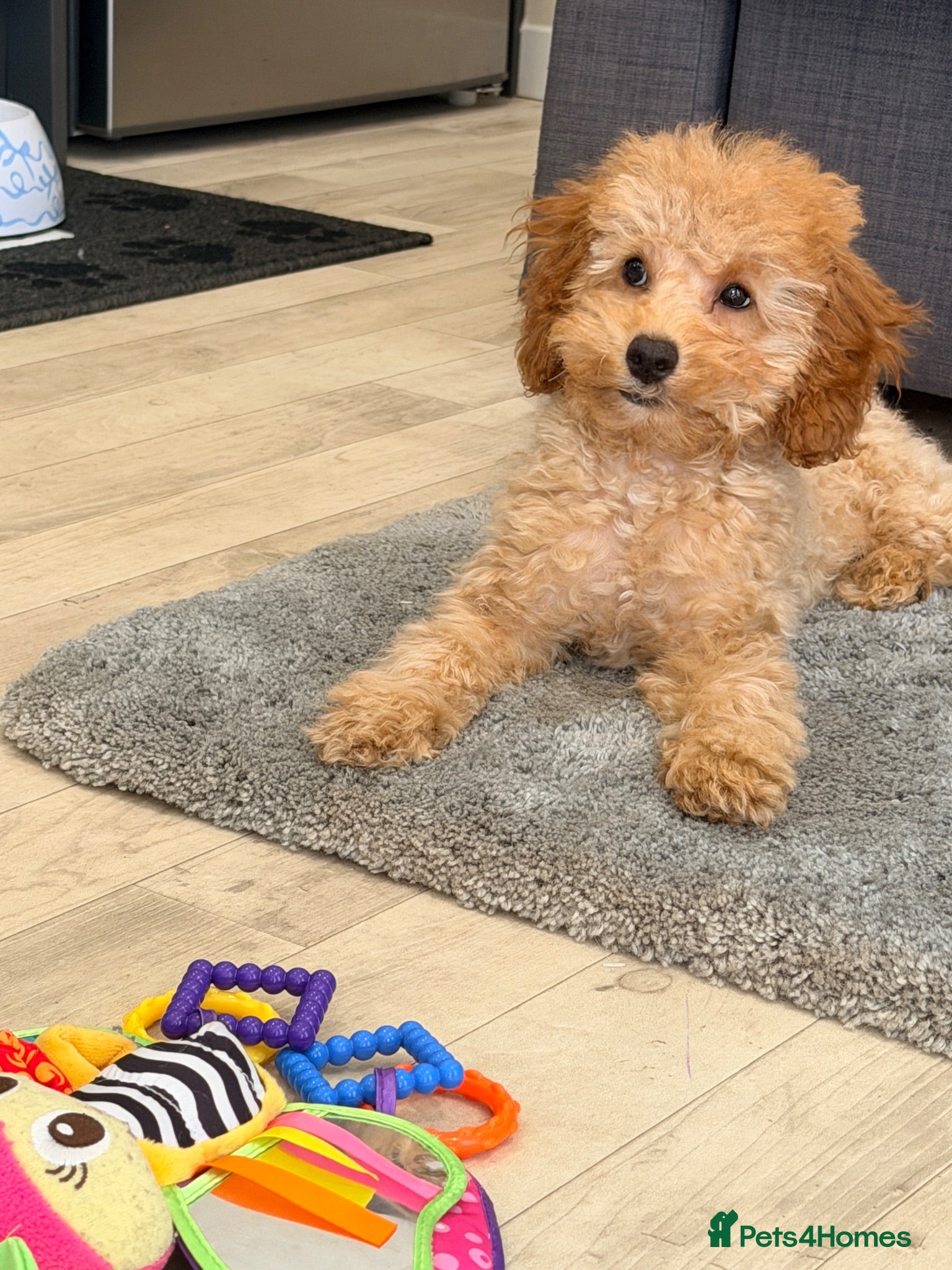 Toy Poodle dogs Beautiful health tested toy poodles  - Advert 1