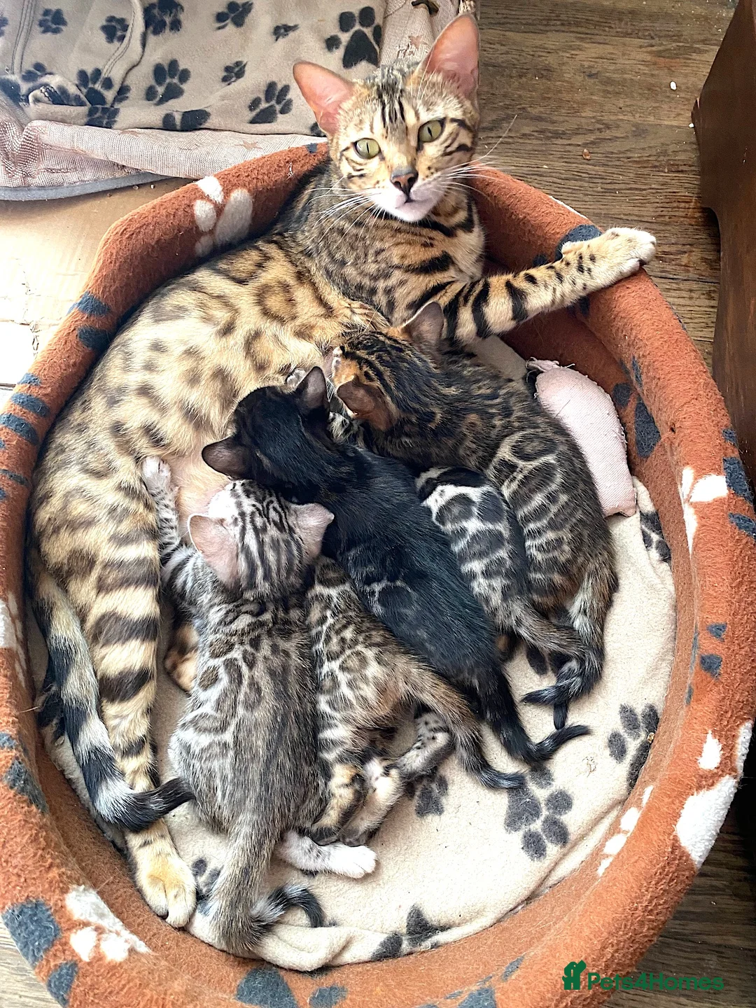 Bengal cats for sale: Girl and Boy Pedigree Bengal Kittens ready now - Advert 2