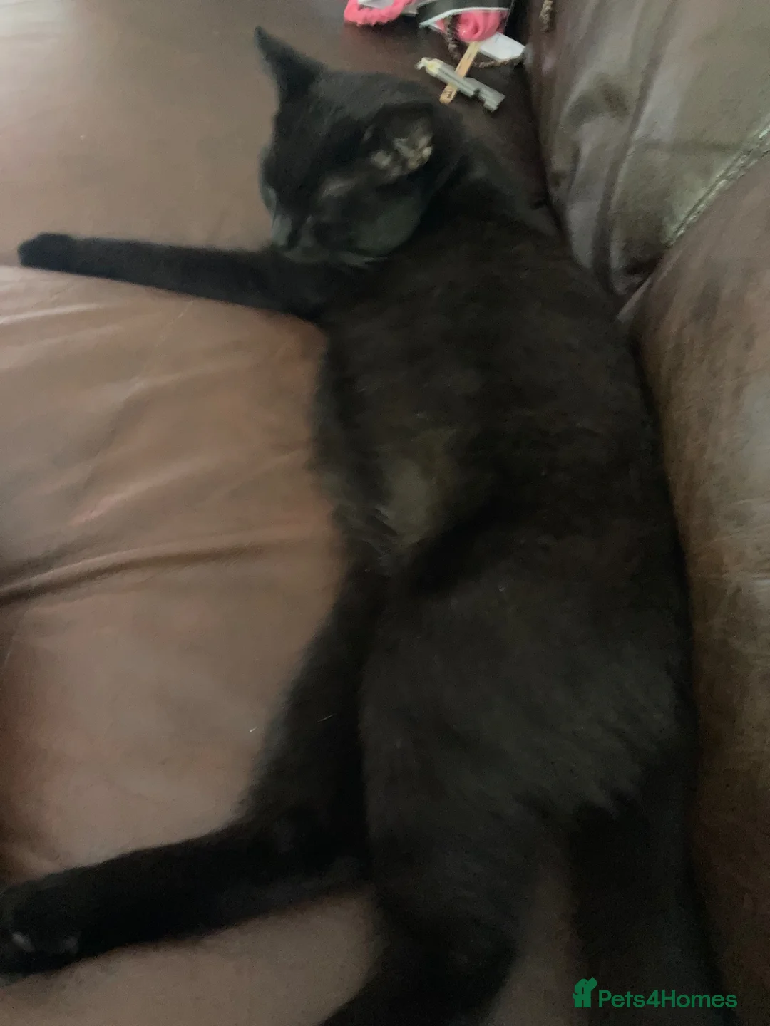 Mixed Breed cats for sale: Loving home needed  - Advert 1