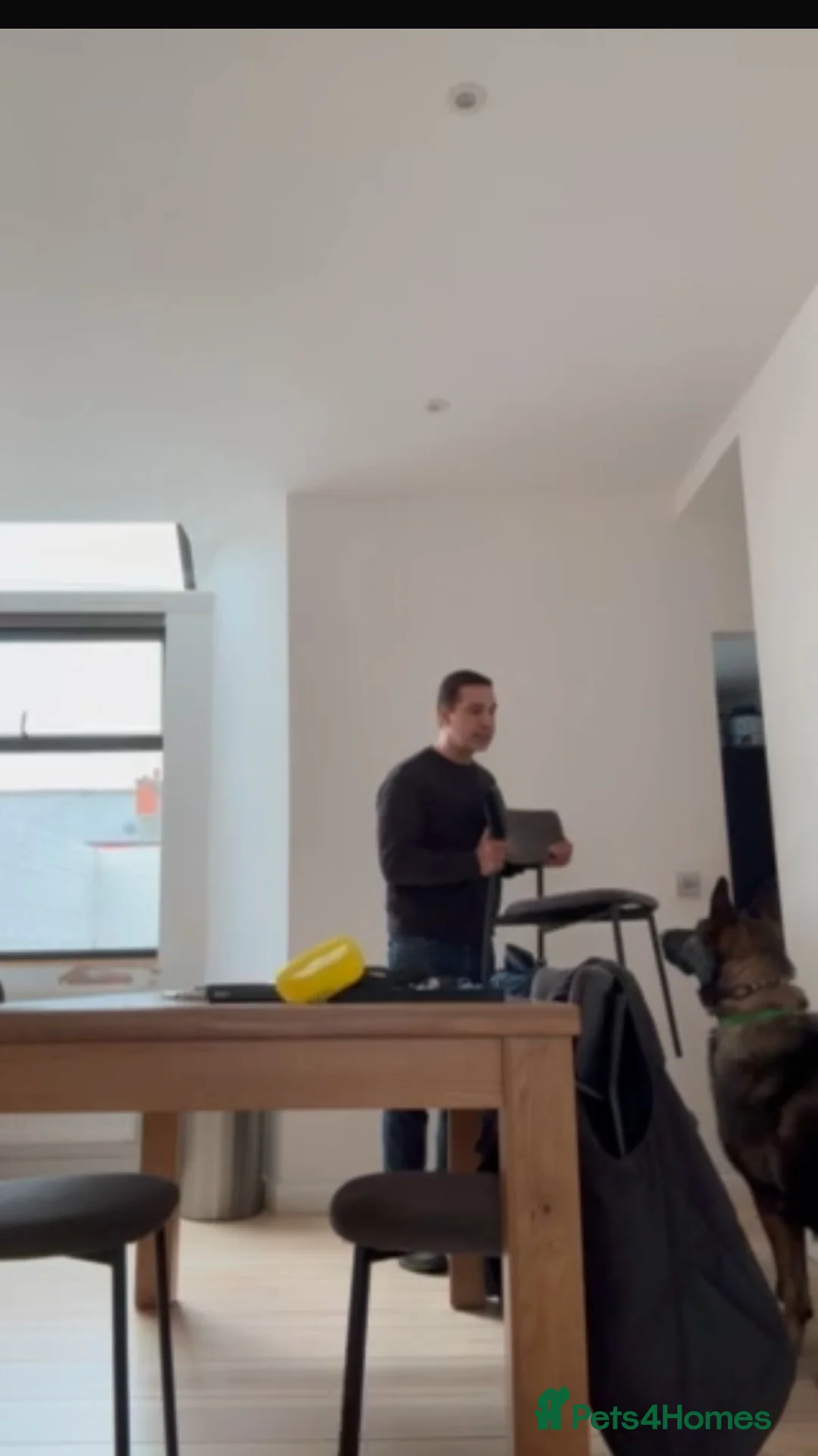 Boerboel dogs for sale: Koba South African boerbeol - Advert 5