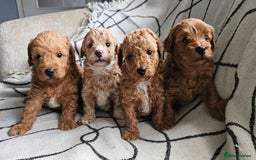 Mixed Breed dogs for sale: Beautiful westipoo - Image 1