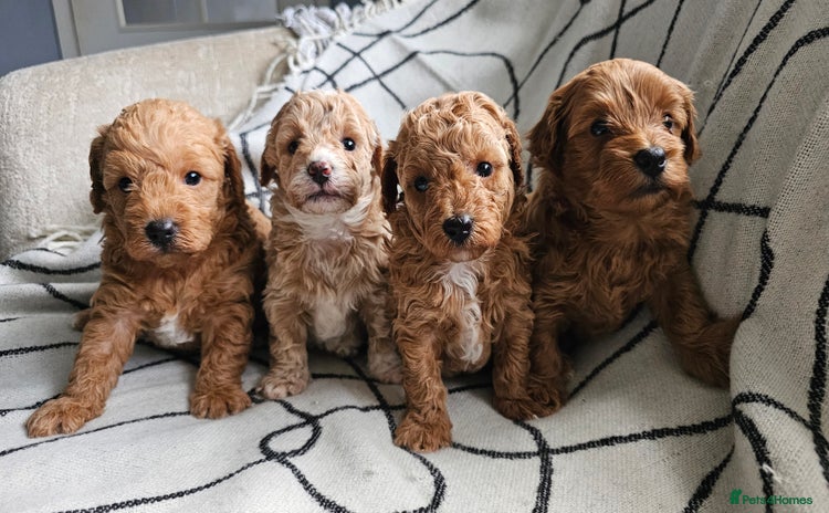 Mixed Breed dogs - Advert 11