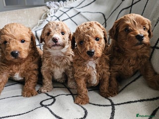 Mixed Breed dogs - Advert 12