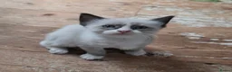 Mixed Breed cats for sale: Burmese crossed with Ragdoll  kittens  - Advert 11