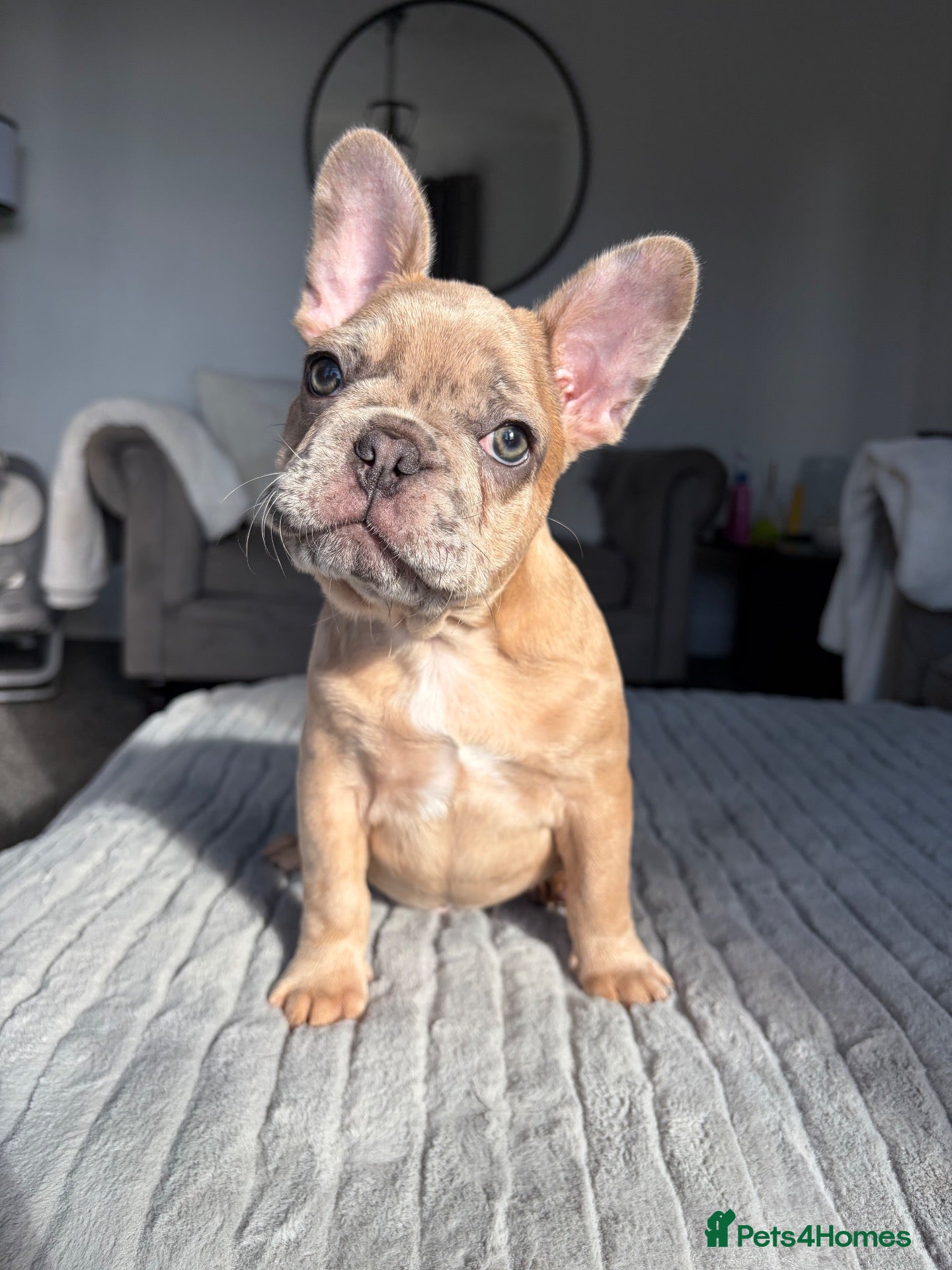 French Bulldog dogs Ready to go! 1 boy 1 girl frenchie pups - Advert 17