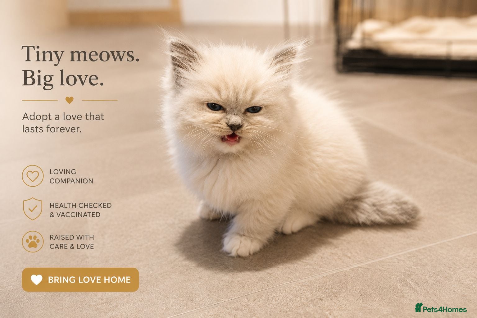 Ragdoll cats GCCF Ragdoll kittens available 28th June.  - Advert 2