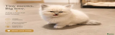 Blue point Ragdoll