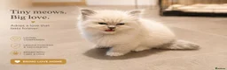 Ragdoll cats for sale: GCCF Ragdoll kittens available 28th June.  - Advert 10