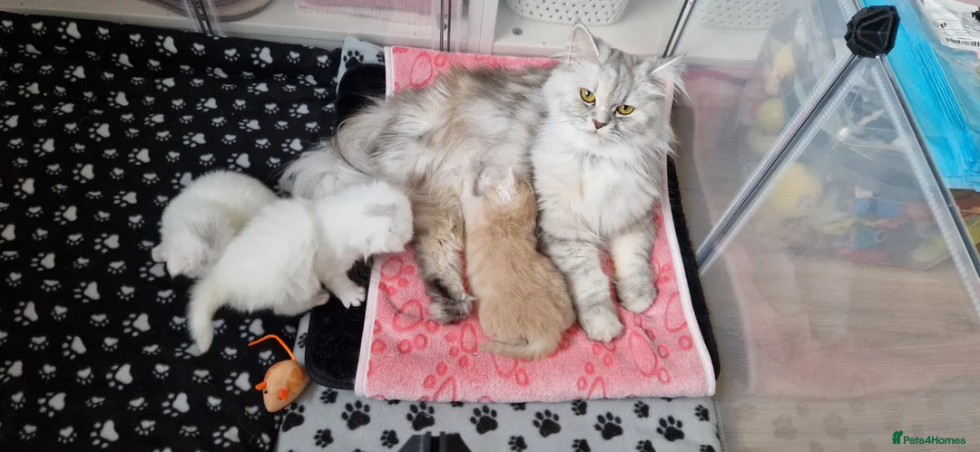 Persian cats for sale: Ready for new home Persian kittens - Advert 7