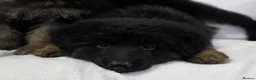 German Shepherd dogs for sale: Gorgeous German Shepherd Puppies For Sale - Advert 4