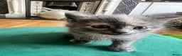 Mixed Breed cats for sale: Beautiful Persian Mix Kittens – 4 Boys & 3 Girls - Advert 17