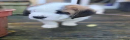 Saint Bernard dogs for sale: Exceptional St Bernard Puppies - Advert 5