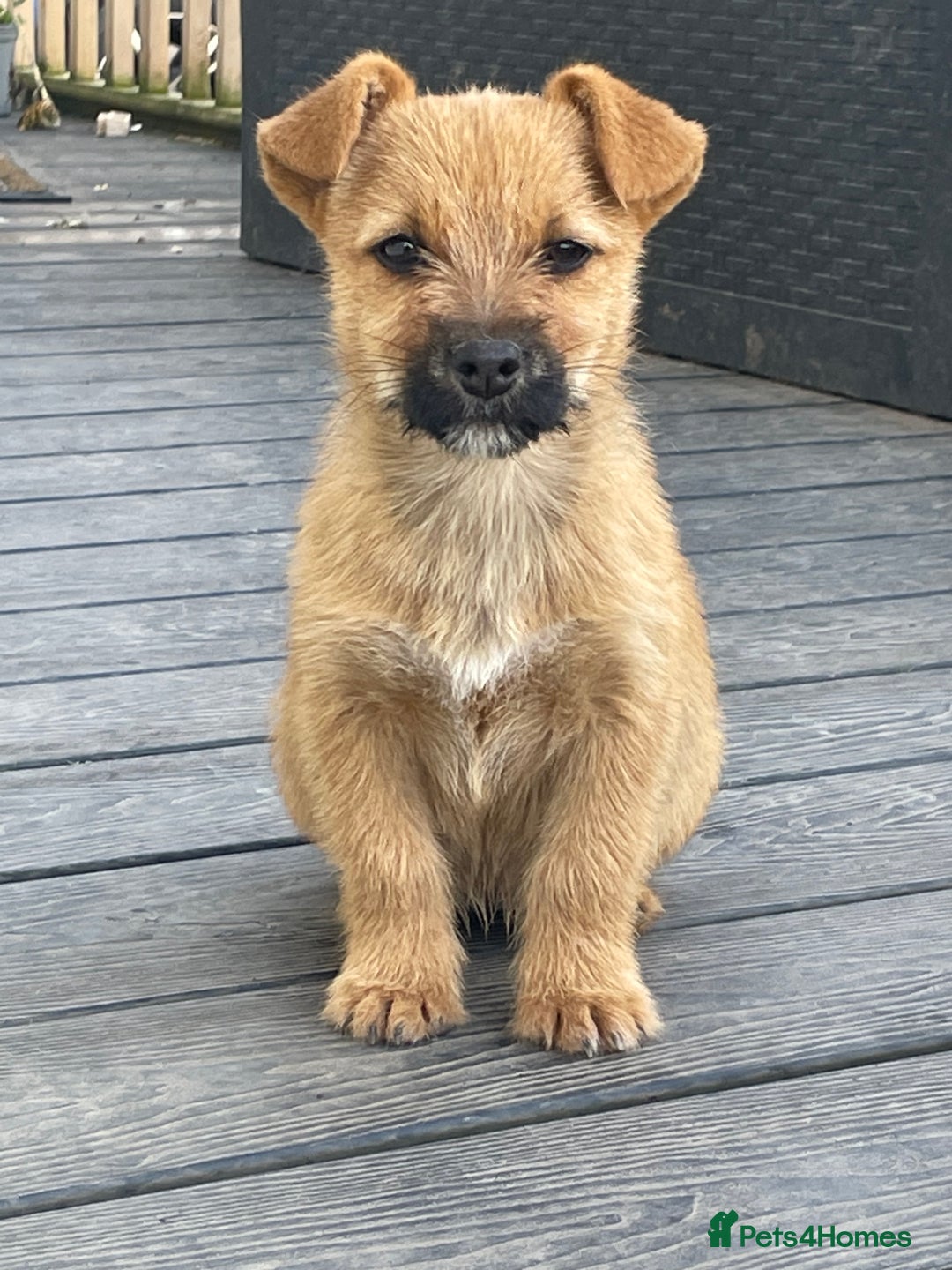 Mixed Breed dogs for sale: Corrier (Corgi X Border Terrier)  - Image 5