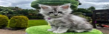 Maine Coon Kitten 5