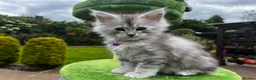 Maine Coon cats for sale: 🤩MAINE COON pedigree/genetic testing 🤩 - Advert 22