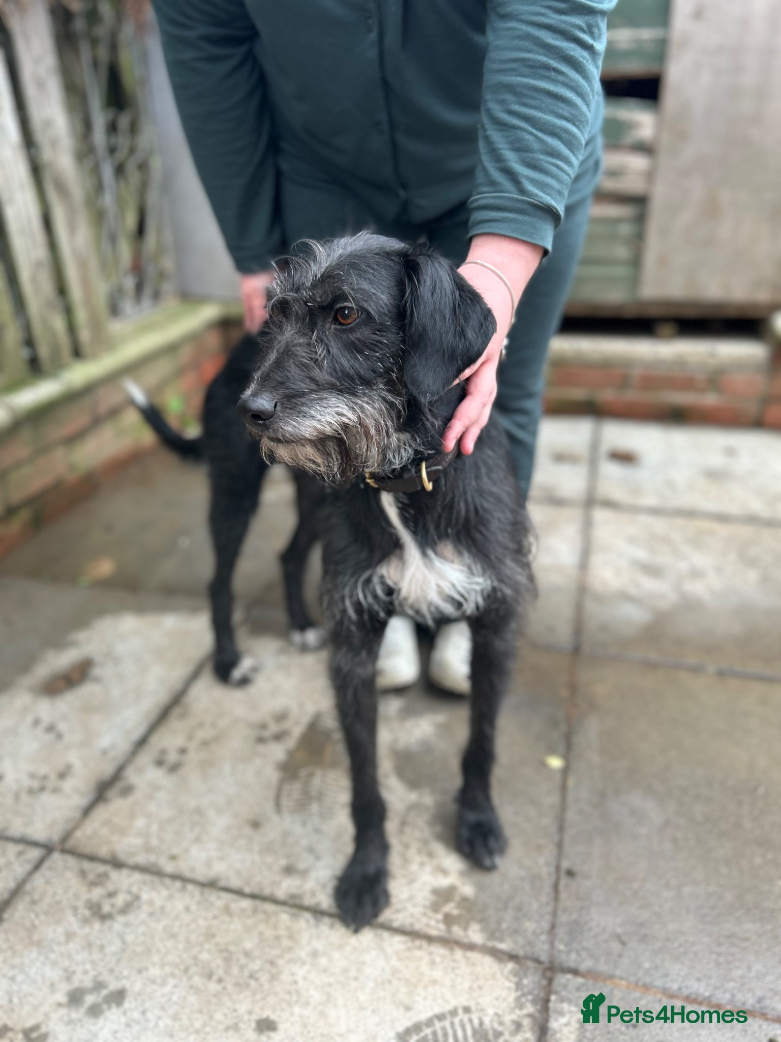 Mixed Breed dogs Lurcher Pups Last 2 £300 - Advert 6