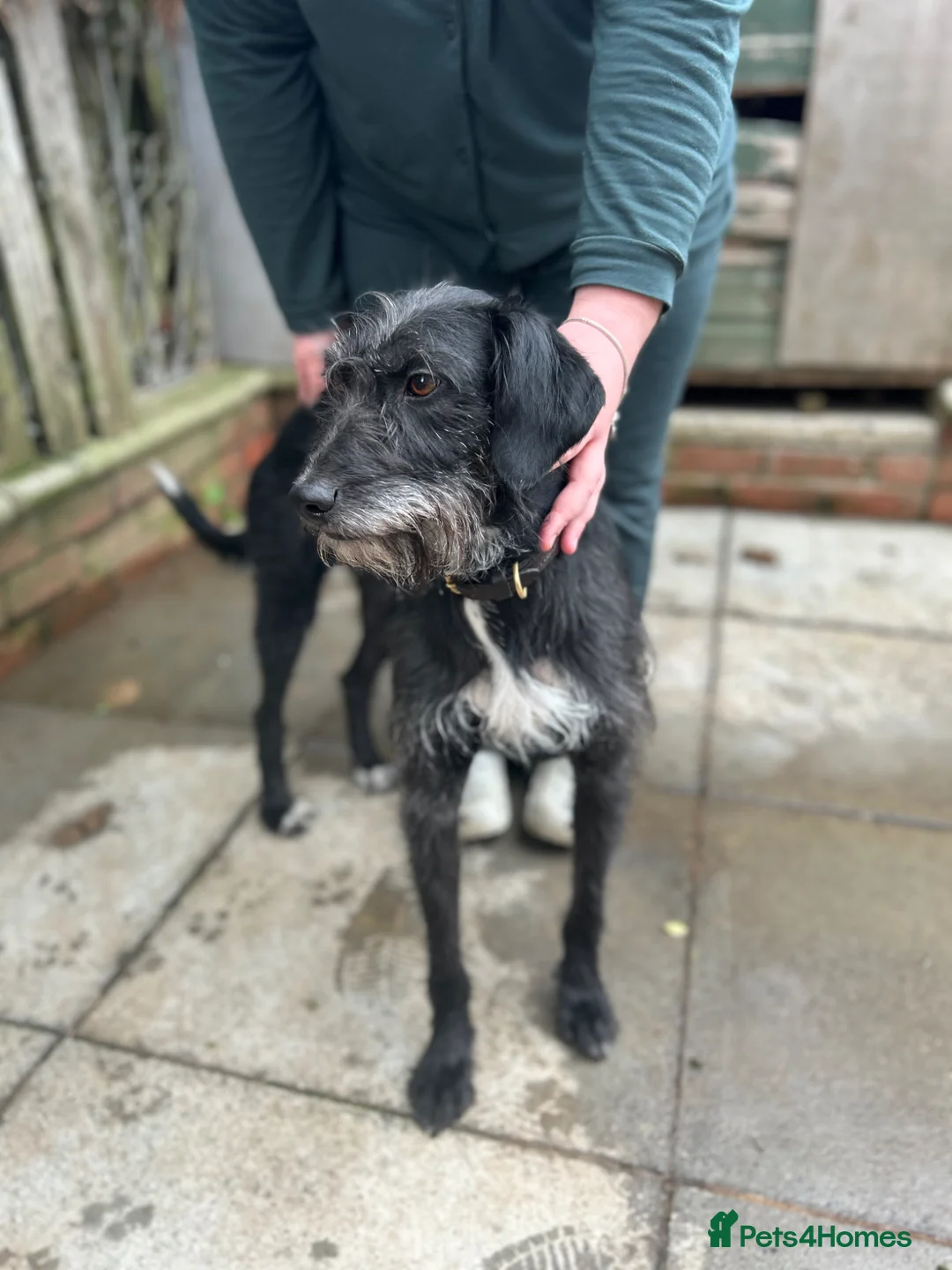 Mixed Breed dogs for sale: Lurcher Pups Last 2 £300 - Advert 1