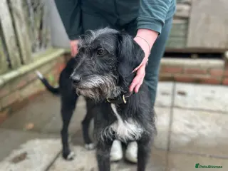 Mixed Breed dogs Lurcher Pups Last 2 £300 - Advert 6