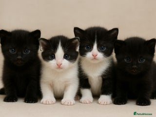 Mixed Breed cats 4 gorgeous kittens ready for ** - Advert 4