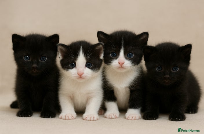 Mixed Breed cats 4 gorgeous kittens ready for ** - Advert 3