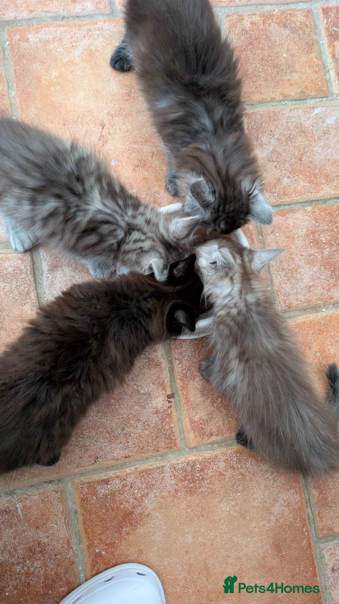 Mixed Breed cats 4 Incredible beautiful kittens! - Advert 2