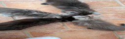 Mixed Breed cats for sale: 4 Incredible beautiful kittens! - Advert 9