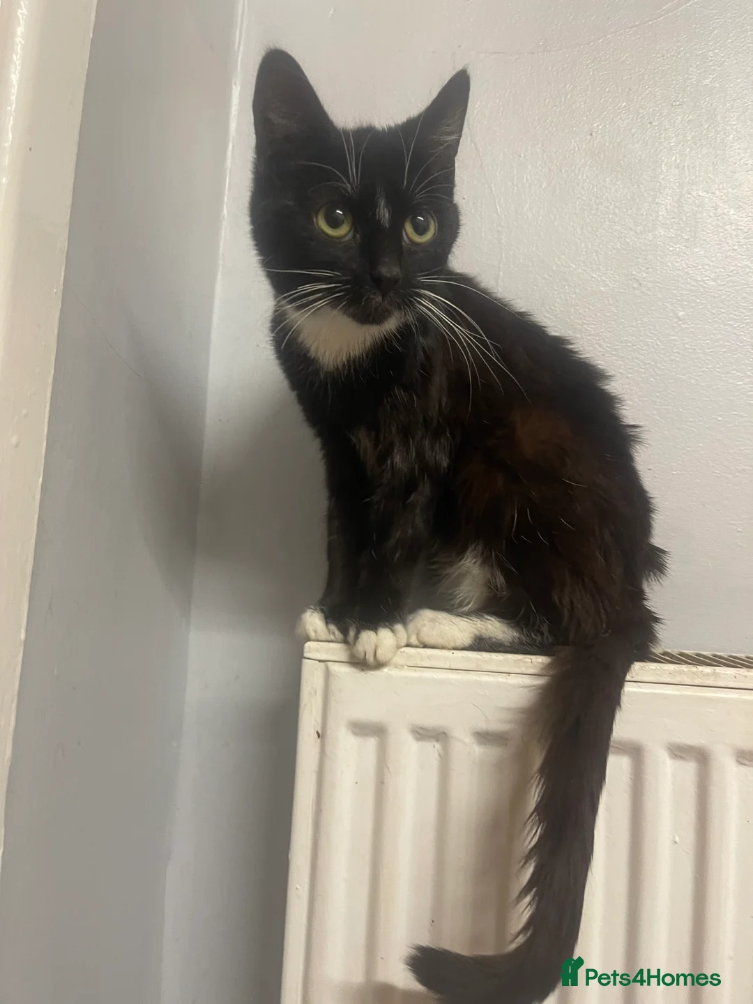 Mixed Breed cats for sale: Tiny is looking for a forever home. - Advert 1