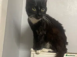 Mixed Breed cats Tiny is looking for a forever home. - Advert 1