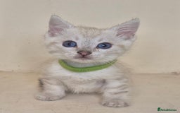 Bengal cats for sale: BENGAL X BRITISH SHORT HAIR - Image 3