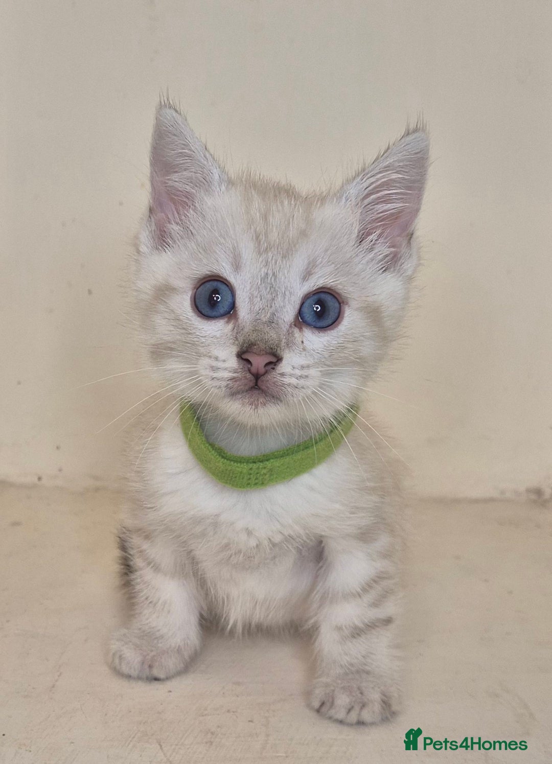 Bengal cats for sale: BENGAL X BRITISH SHORT HAIR - Image 3