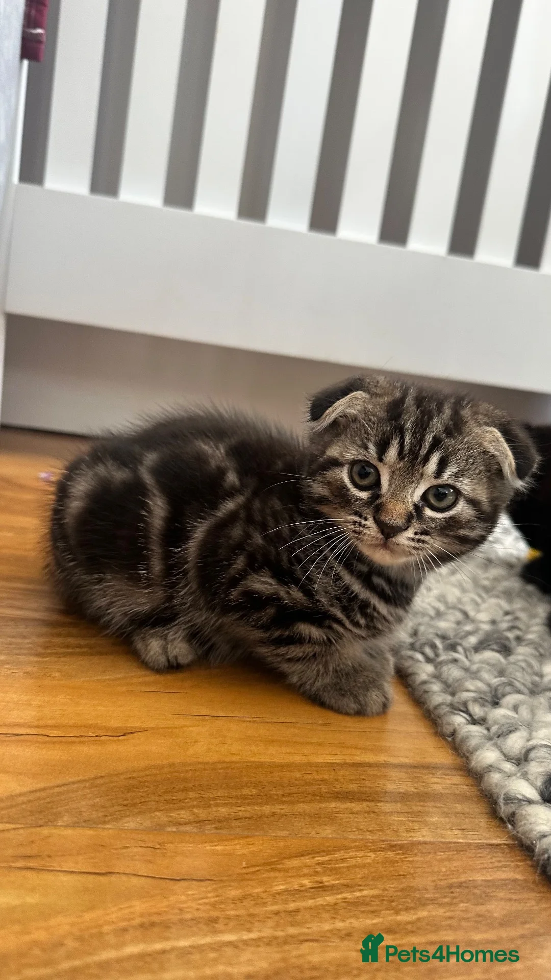 Mixed Breed cats for sale: Folded ears 2 boys kitten  - Advert 2