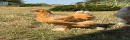Chickens poultry for sale: Large Fowl Brahma Pairs Mixed Colours - Advert 10