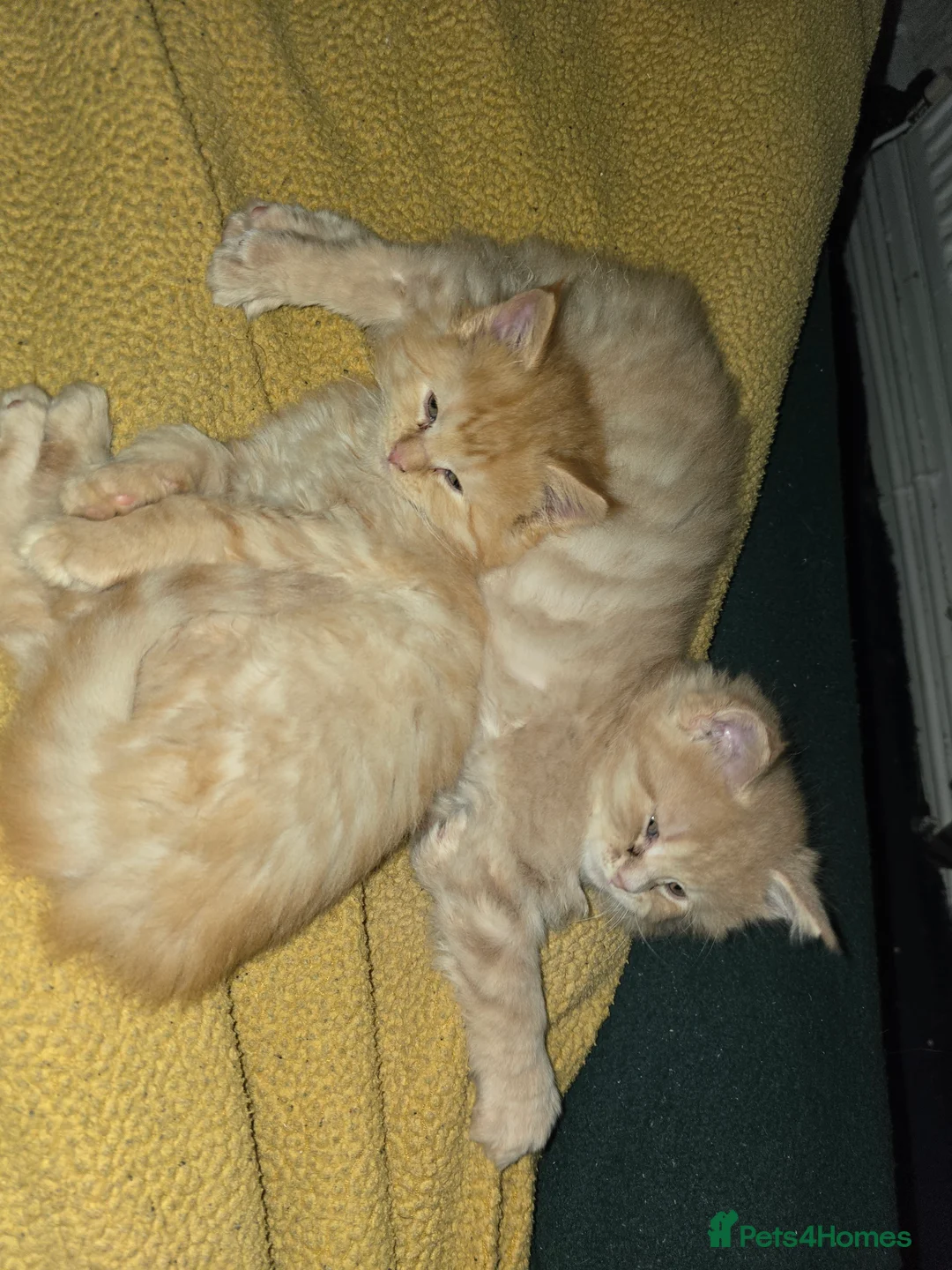 Maine Coon cats for stud: Maine Coon Large Red Tabby over 10kg in Hull - Advert 15