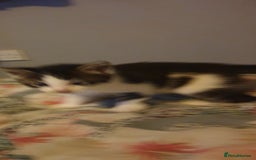 British Longhair cats for sale: 4 beautiful kittens looking for forever homes - Image 2