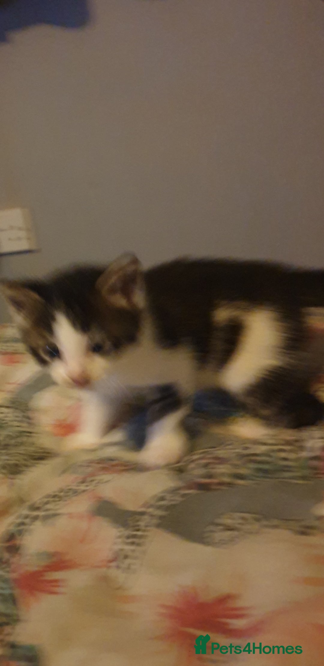 British Longhair cats for sale: 4 beautiful kittens looking for forever homes - Image 2