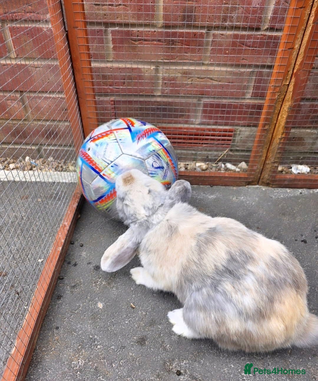 Mini Lop rabbits for sale: Mini lop - Advert 3
