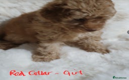 Toy Poodle dogs for sale: Pedigree Toy poodle puppies ready this weekend - Image 16