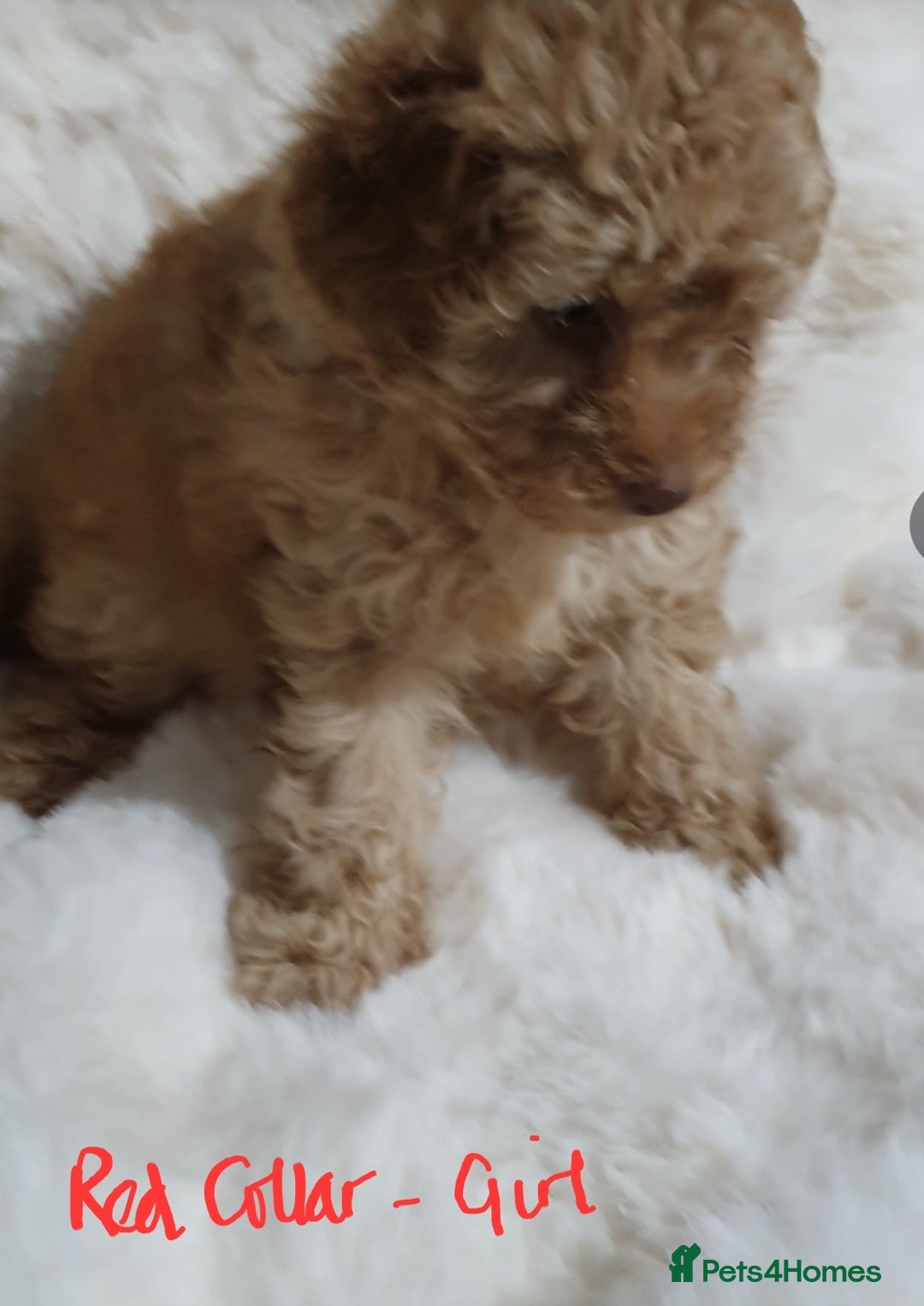 Toy Poodle dogs for sale: Pedigree Toy poodle puppies ready this weekend - Image 16