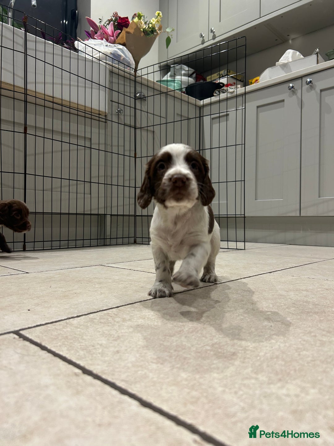 Sprocker dogs for sale: Working Sprocker Spaniels  - Advert 23