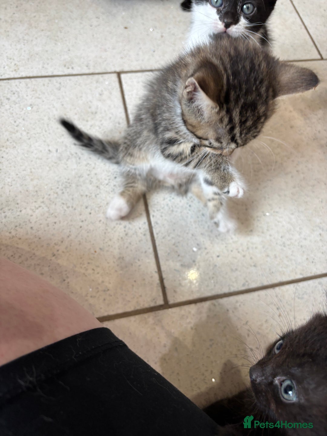 British Shorthair cats for sale: Kittens  - Image 6