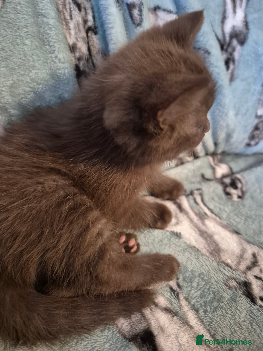 Selkirk Rex cats for sale: Pedigree selkirk rex girls non curly - Advert 17