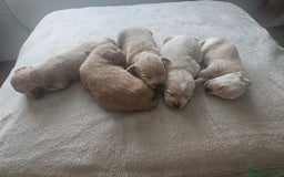 Schnoodle dogs for sale: 5 Adorable Schnoodle Puppies ❤️🩷💚💙🧡 - Image 1