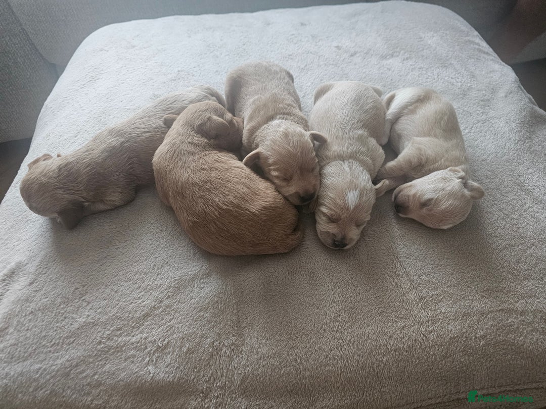 Schnoodle dogs for sale: 5 Adorable Schnoodle Puppies ❤️🩷💚💙🧡 - Image 1