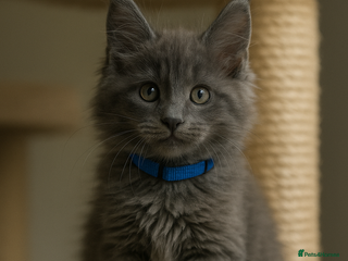 Maine Coon cats - Advert 2