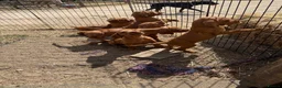 Hungarian Vizsla dogs for sale: Very friendly puppies  in Stroud - Advert 4